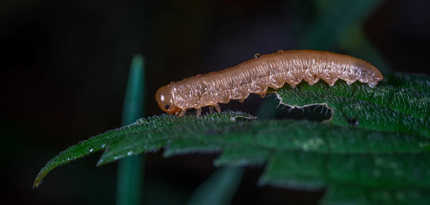 WEB-0646_moth_larva