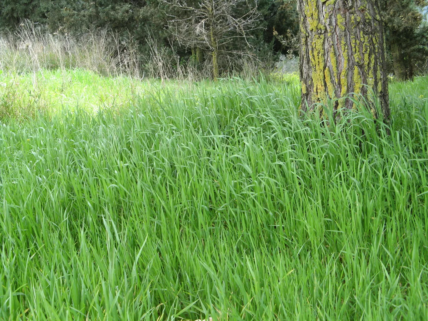 Darnel grass